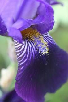 Iris versicolor - Heilpraktikerin Petra Linnenbrügger, 33790 Halle